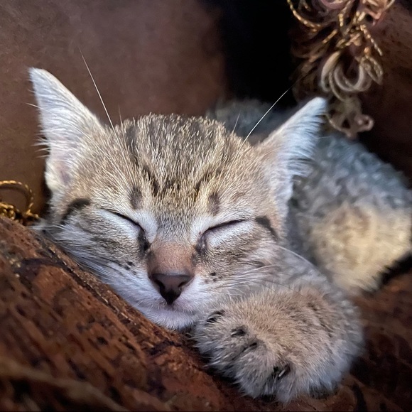 Meet your Posher, Giuliana - Picture 1 of 1